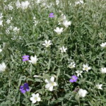 Alpine flowers