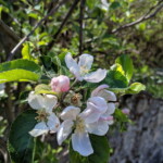 Apple blossom in the kitchen garden