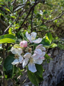 Apple blossom in the kitchen garden