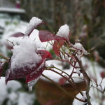 A blueberry bush enjoying the cold