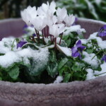 Winter arrives in the garden
