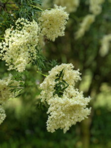 Elder in bloom