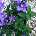 Spring flowers