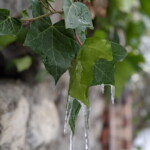 Icy on the ivy