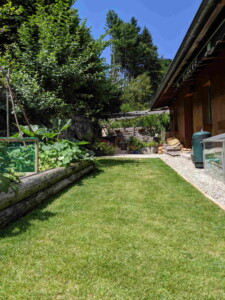 The garden in summer