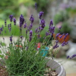 Lavender in the kitchen garden