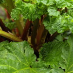Spring rhubarb