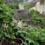 La Moussiere kitchen garden